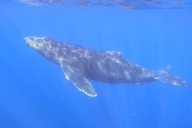 Whale Watching Experience in Cabo San Lucas - Pelican Rock adds a quick fish stop