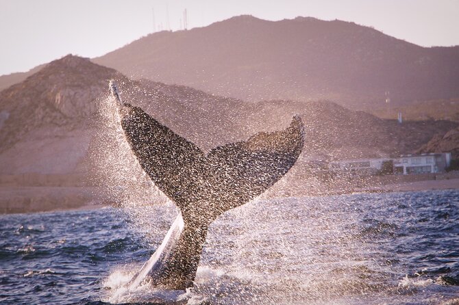 Whale Watching Experience in Cabo San Lucas - Whale watching is the main event