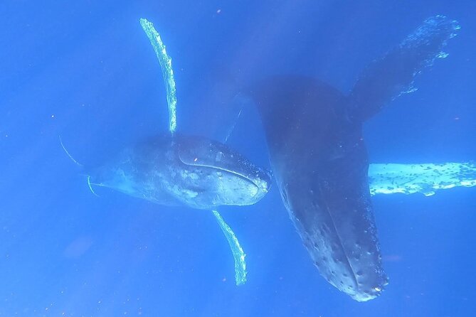 Whale Watching Experience in Cabo San Lucas - Photos and drone footage are a real bonus