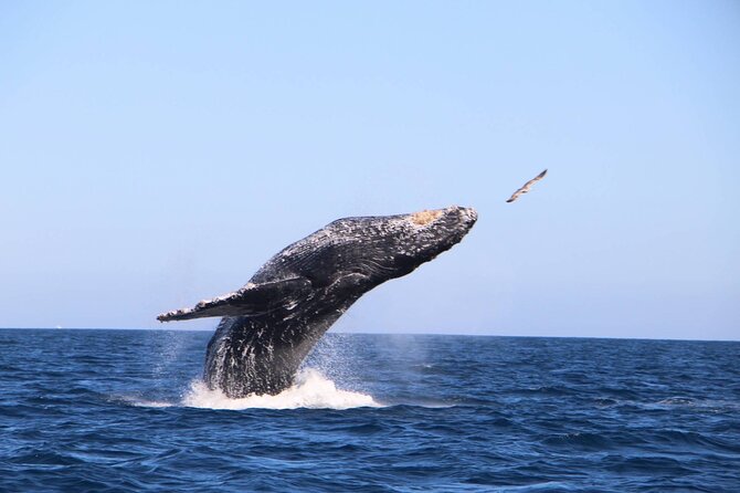 Whale Watching Experience in Cabo San Lucas - What is included, and what should you bring?