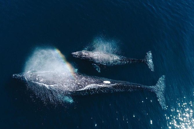 Whale Watching Experience in Mirissa - Key points to know before you book