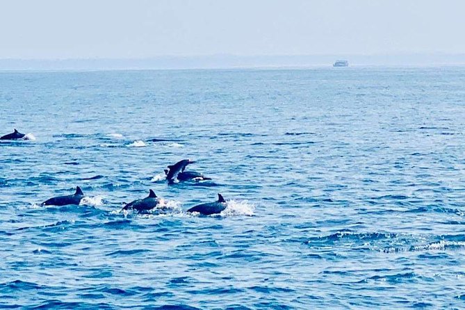 Whale Watching Experience in Mirissa - Searching for blue whales in the Indian Ocean