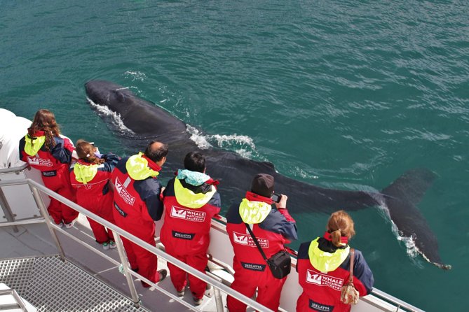 Whale Watching from Downtown Akureyri - Key points to know before you sail