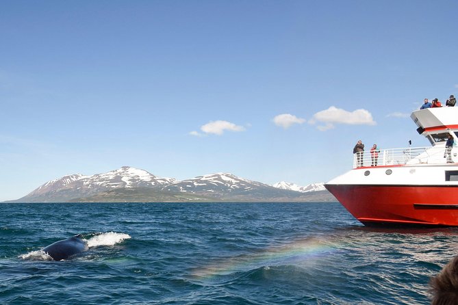 Whale Watching from Downtown Akureyri - Sailing out from downtown Akureyri