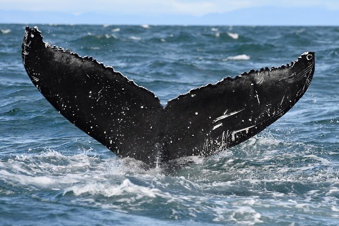 Whale Watching from Downtown Akureyri - Why the captain and guide matter