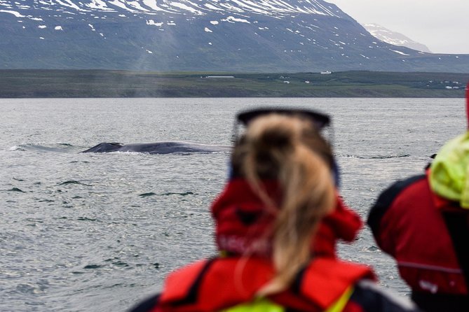 Whale Watching from Downtown Akureyri - Who should book this Akureyri whale trip?
