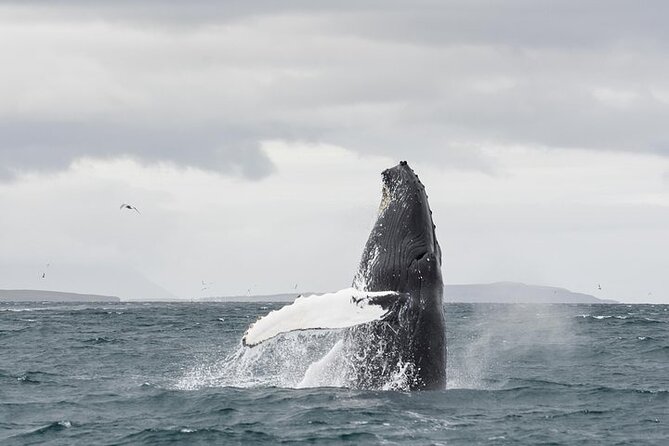 Whale Watching from Downtown Akureyri - Eyjafjord provides the first reward
