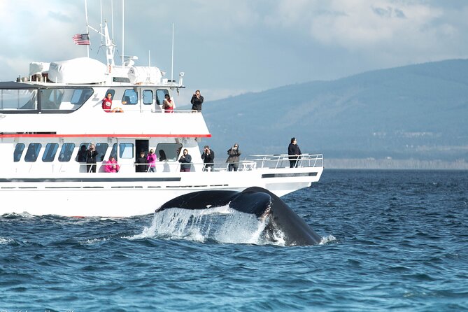 Whale Watching from Friday Harbor - Key points to know before booking