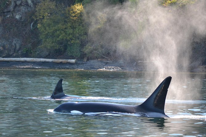 Whale Watching from Friday Harbor - Why San Juan Island is a strong place for whale watching