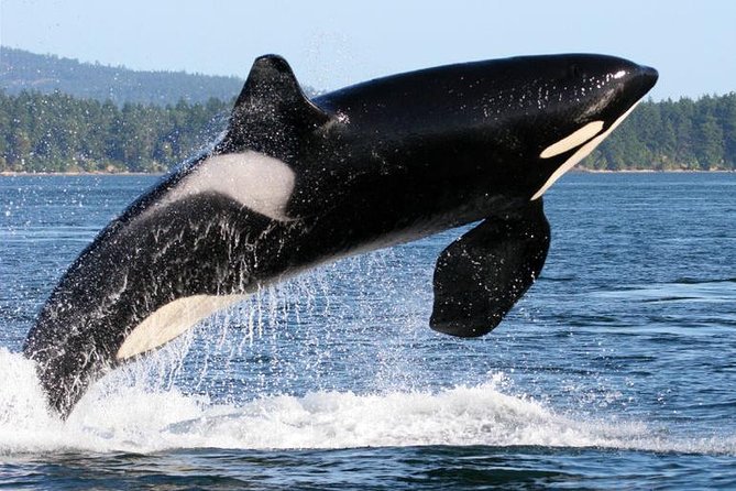 Whale Watching from Friday Harbor - What the four-hour cruise feels like