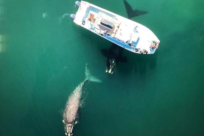 Whale Watching from Gansbaai - Watching Southern right whales up close
