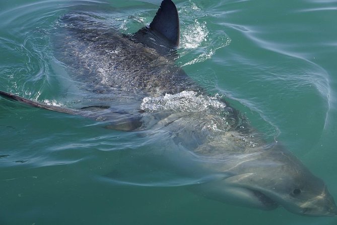 Whale Watching from Gansbaai - A two-hour trip that keeps your day open