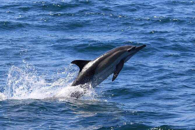 Whale Watching from Gansbaai - What the boat and crew add
