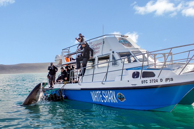 Whale Watching from Gansbaai - Is the $112.15 price good value?