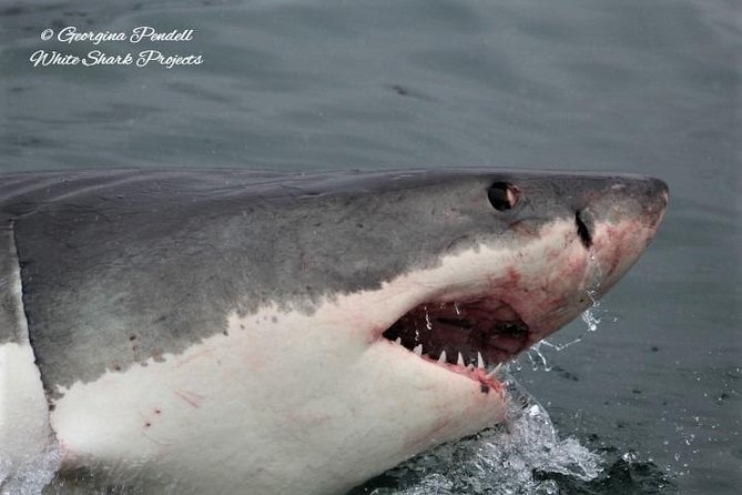 Whale Watching from Gansbaai - How to make the most of the cruise