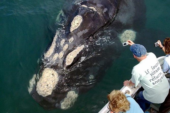Whale Watching from Gansbaai - Dolphins, seals, penguins, and sharks