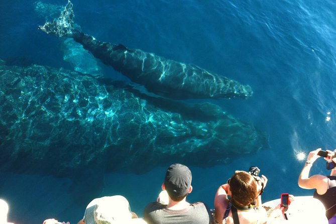 Whale Watching from Ma'alaea Harbor - What this Maalaea Harbor whale watch is really about