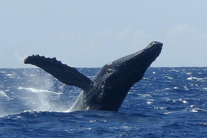 Whale Watching from Ma'alaea Harbor - Why a marine naturalist improves the experience