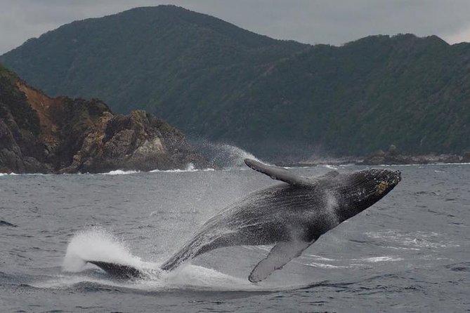 Whale Watching from Ma'alaea Harbor - Rough water, rain, and what to bring