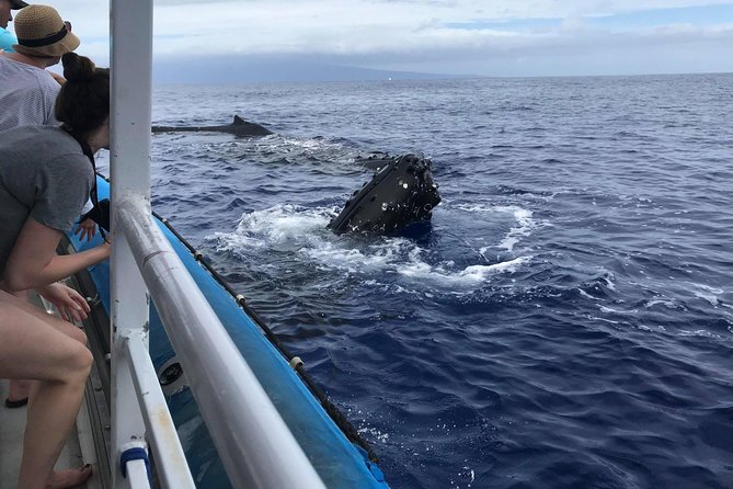 Whale Watching from Ma'alaea Harbor - The best season and the limits of a guarantee