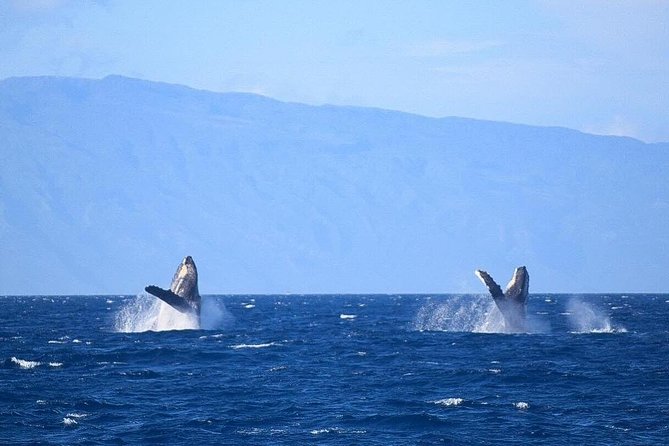 Whale Watching from Ma'alaea Harbor - Who will enjoy this most