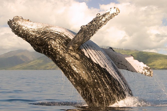 Whale Watching from Ma'alaea Harbor - Leaving Maalaea Harbor and finding the whales