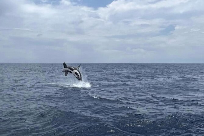 Whale Watching Galle with Pickup & Drop - Dolphins and the smaller moments