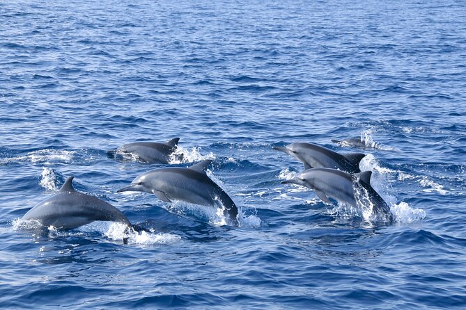 Whale Watching Galle with Pickup & Drop - Breakfast, refreshments, and the long morning