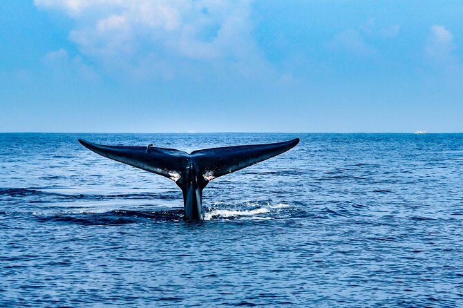 Whale Watching Galle with Pickup & Drop - What the seven-hour schedule means