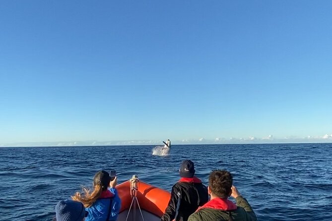 Whale Watching Gold Coast - Why the 12-person boat changes the experience