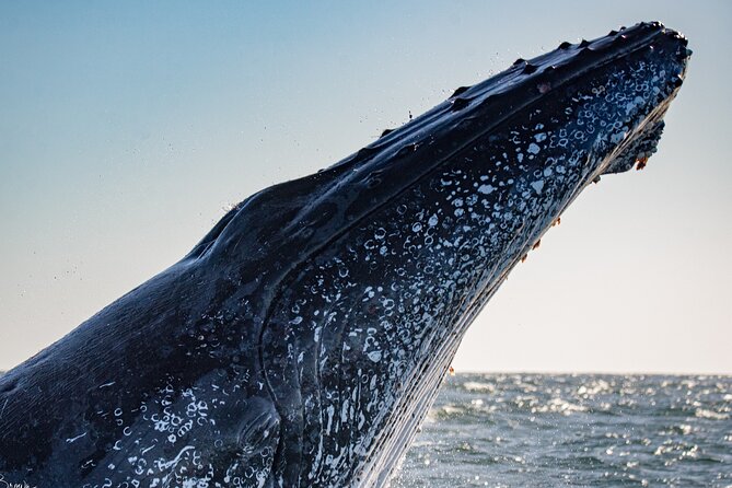 Whale Watching Gold Coast - Leaving Chinderah at 6:30 am