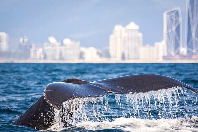 Whale Watching Gold Coast - The value of $63