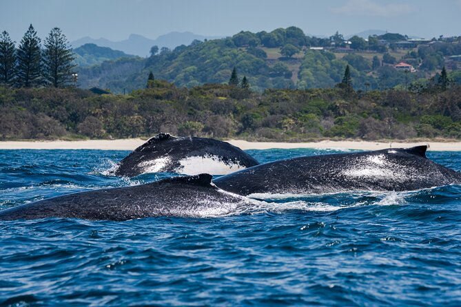 Whale Watching Gold Coast - How the timing fits a Gold Coast visit
