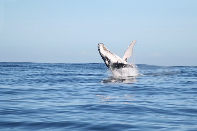 Whale Watching Gold Coast - Who will enjoy this whale-watching trip most