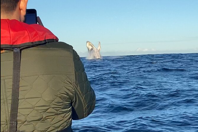 Whale Watching Gold Coast - Should you book the Cooly Eco Adventures trip?