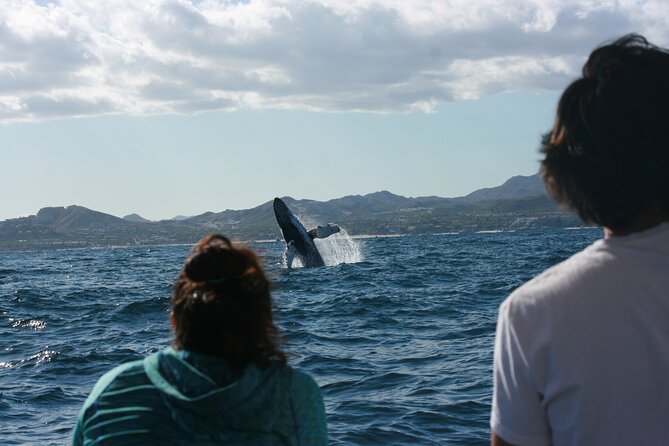 Whale Watching Group Tour in San Jose del Cabo - What happens during the two-hour outing