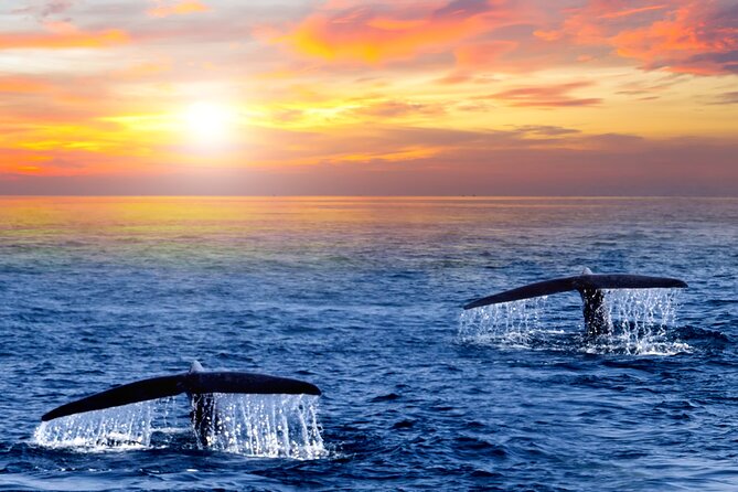 Whale Watching Group Tour in San Jose del Cabo - Humpbacks, gray whales, and the timing of the season