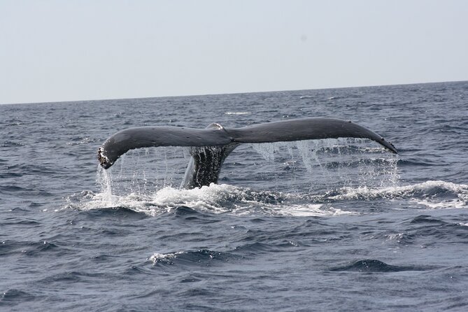 Whale Watching Group Tour in San Jose del Cabo - Guides who add meaning to the sightings