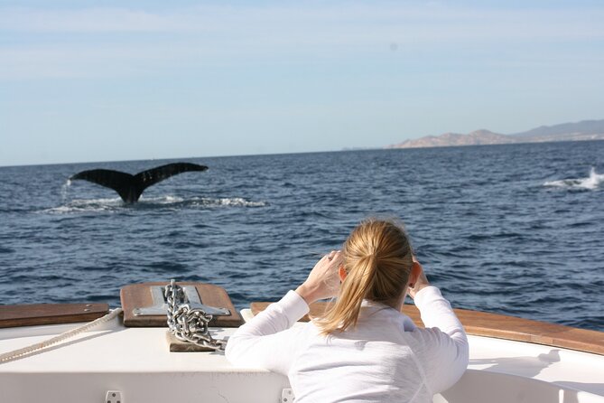 Whale Watching Group Tour in San Jose del Cabo - Photos, snacks, and what to bring