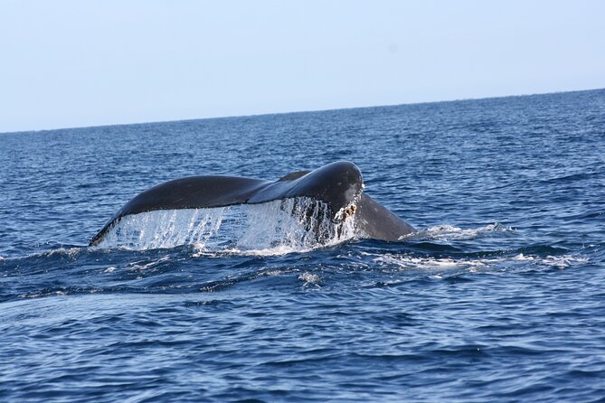 Whale Watching Group Tour in San Jose del Cabo - Who should book this tour?