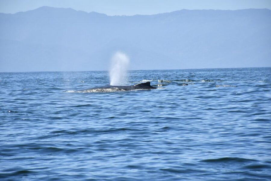 Whale Watching Guaranteed Experience in Puerto Vallarta - Key points to know before booking