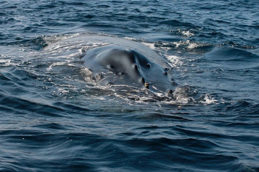 Whale Watching Guaranteed Experience in Puerto Vallarta - What happens during the three hours in Banderas Bay