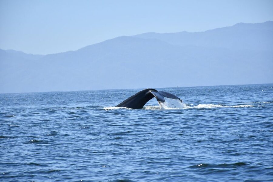 Whale Watching Guaranteed Experience in Puerto Vallarta - Lunch, comfort, and the practical value of $99