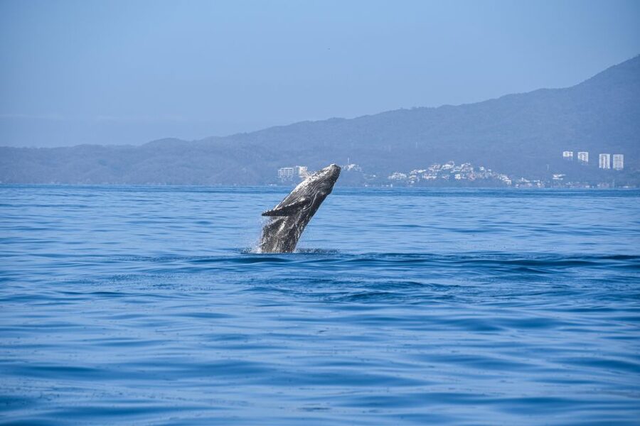 Whale Watching Guaranteed Experience in Puerto Vallarta - What to bring and what to leave behind