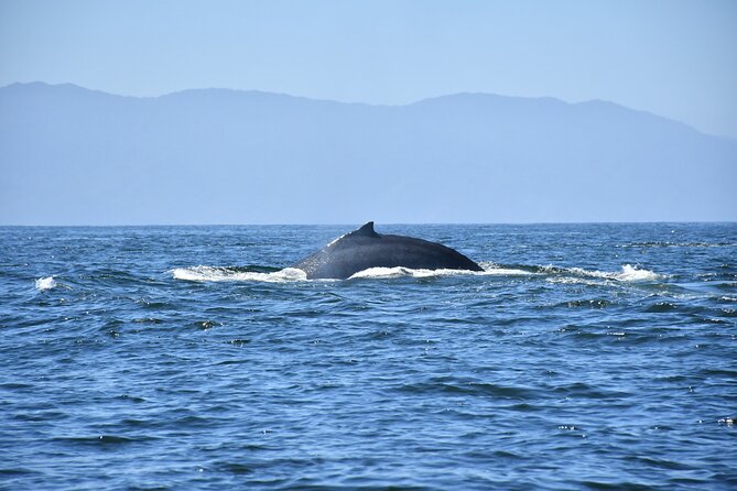 Whale Watching Guaranteed Experience in Puerto Vallarta - Comfort, boarding, and who should think twice