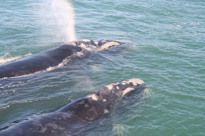 Whale Watching Hermanus - Boat base - From Cape Town to Walker Bay by way of Clarens Drive