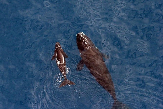 Whale Watching Hermanus - Boat base - What the boat experience is really like