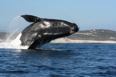 Whale Watching Hermanus – Boat base