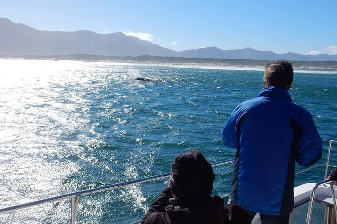 Whale Watching Hermanus - Boat base - A whale-watching trip with real seasonal character