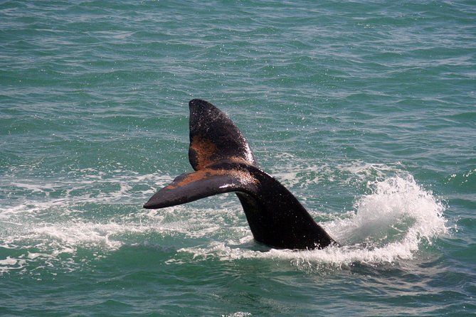 Whale Watching Hermanus - Boat base - Time in Hermanus after the boat ride